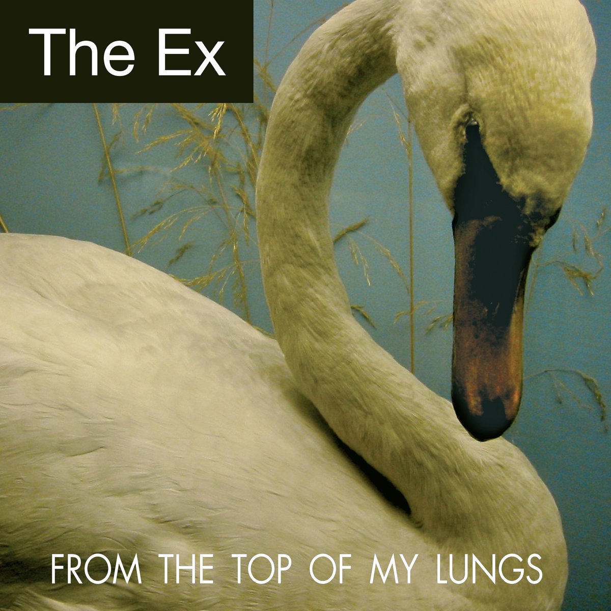 From The Top Of My Lungs